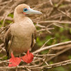 Red-footed Booby